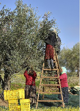 olive harvester